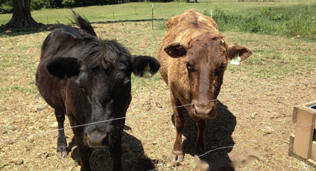 Zick Farm South Carolina