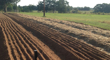 Zick Farm South Carolina