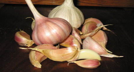 garlic - Zick Farm South Carolina