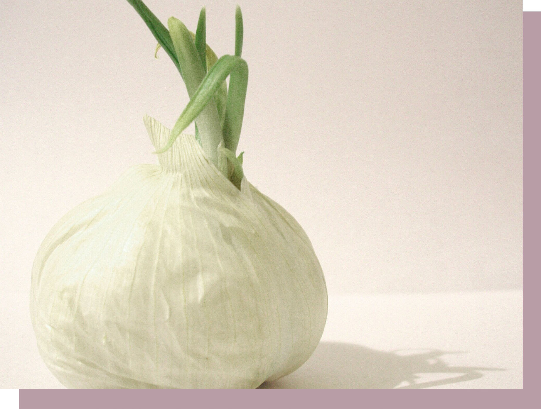 About zick farm - image of home grown garlic
