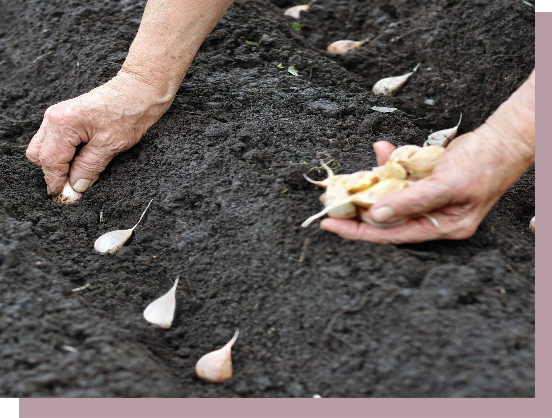 Receipe zick farm - garlic image